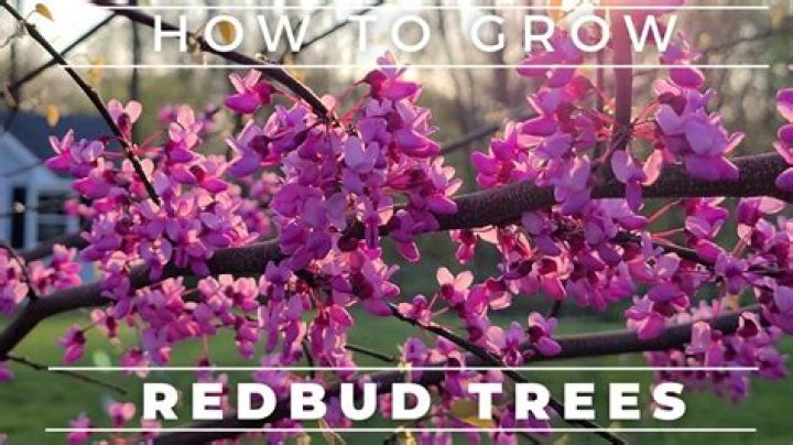 Where are redbud trees found