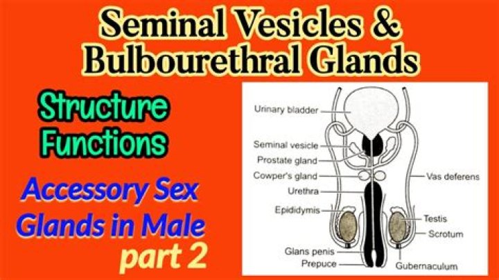 Where are sex glands located