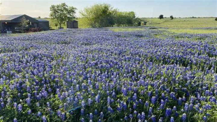 Where are the bluebonnets in Houston