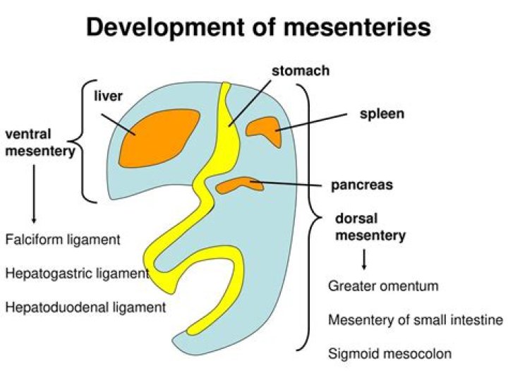 Where are the embryological dorsal mesentery and the ventral mesentery located