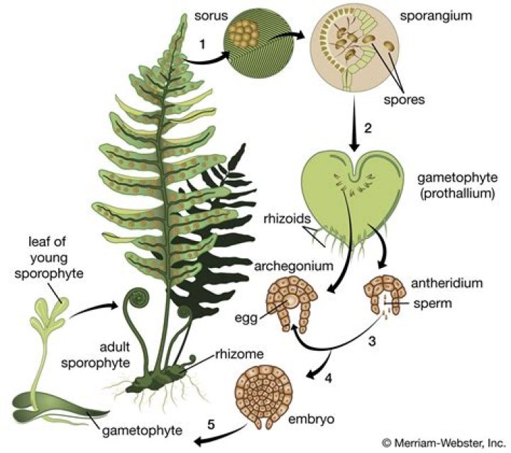 Where are the gametophytes of the Pine life cycle