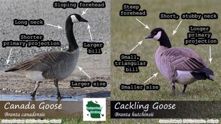 Where are the snow geese at