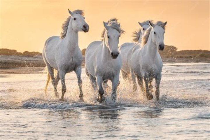 Where are the white horses in Camargue