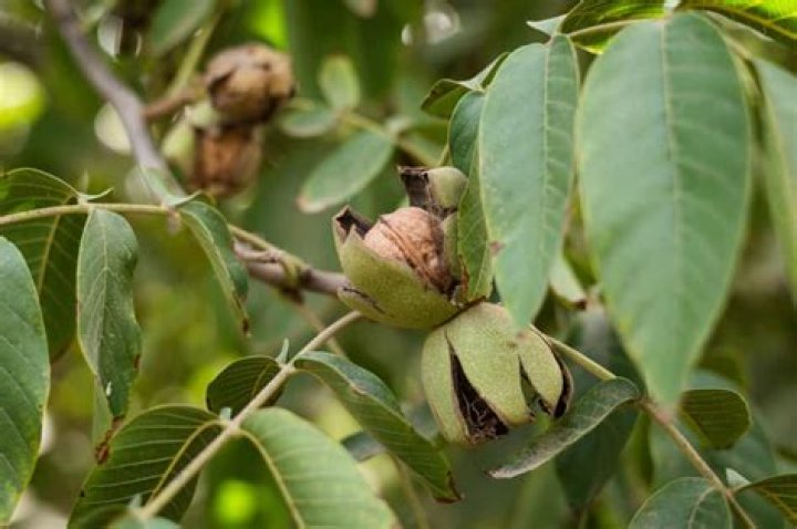 Where are walnuts grown in the US