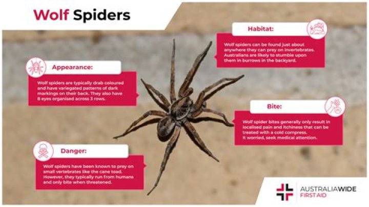 Where are wolf spiders indigenous to
