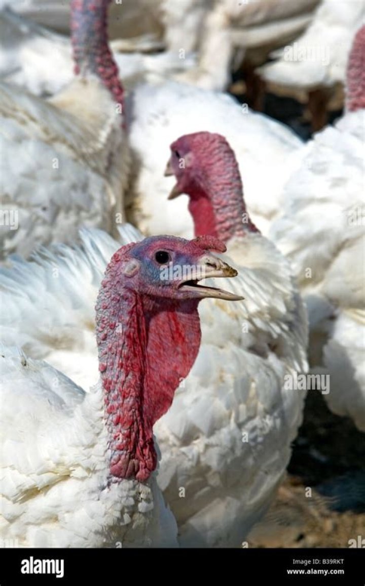Where can I buy Norbest turkeys