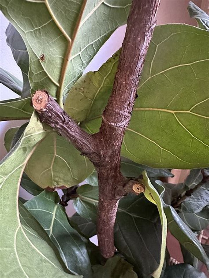 Where can I find a fiddle leaf fig tree