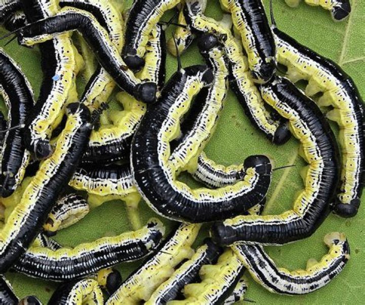 Where can I find catalpa worms