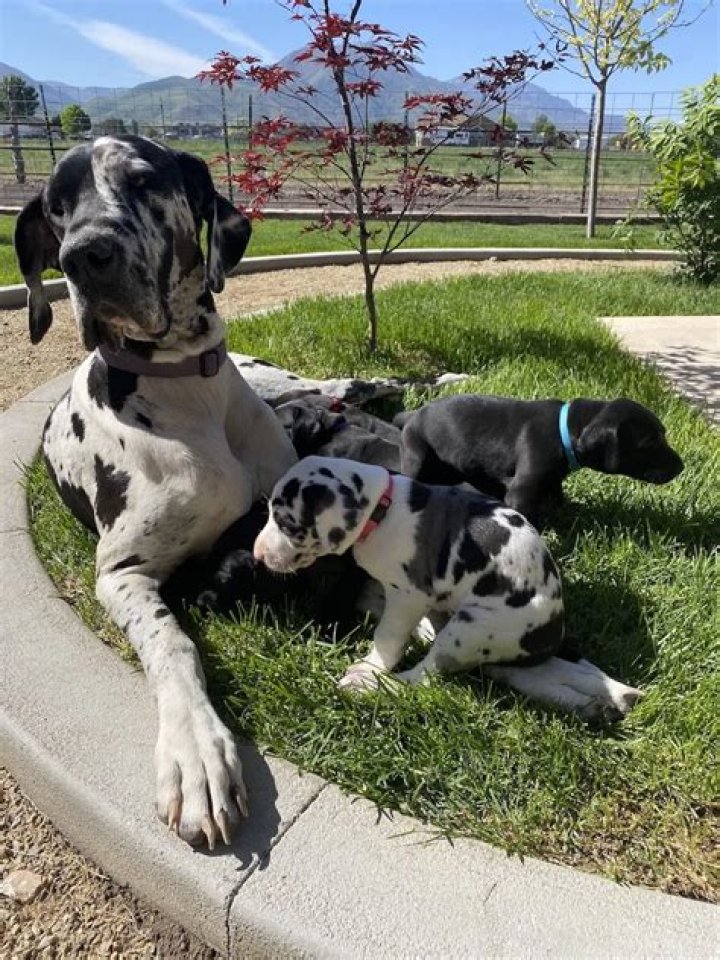 Where can I find great dane puppies