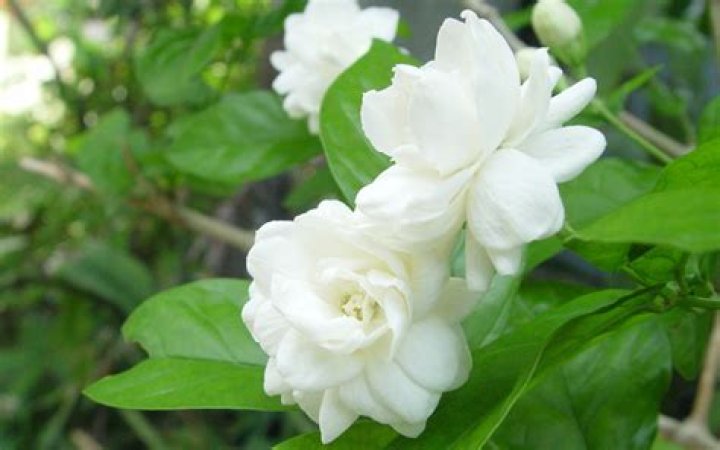 Where can I find jasmine flowers