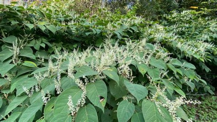 Where can I find knotweed
