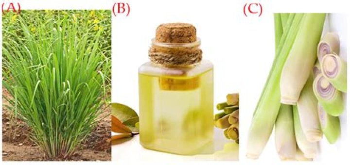 Where can I find lemon grass