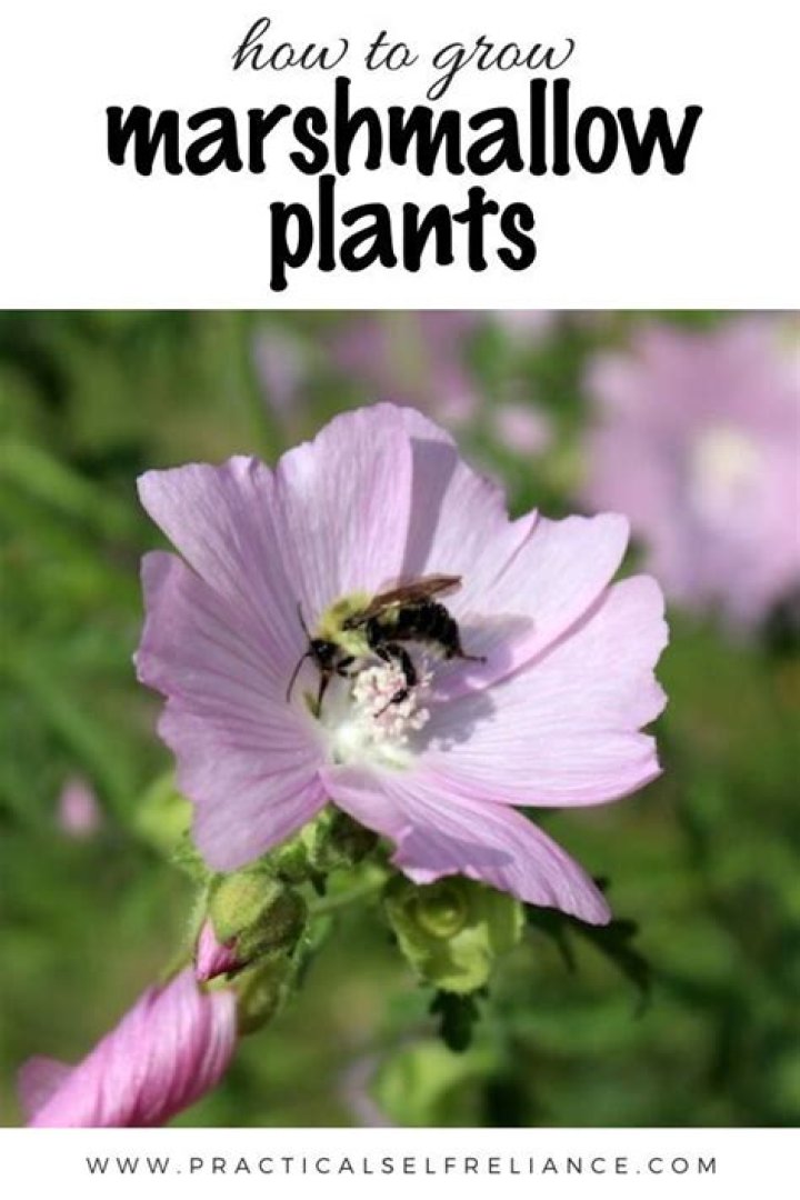 Where can I find marshmallow plants