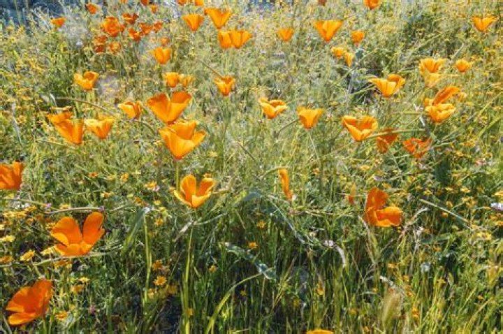 Where can I see California poppies