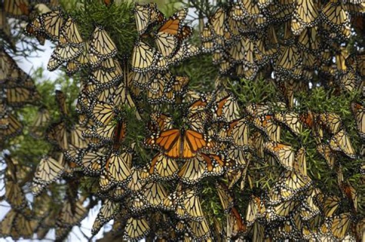 Where can I see monarch butterflies in California