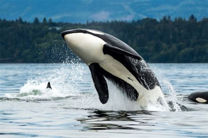 Where can I see whales in the wild