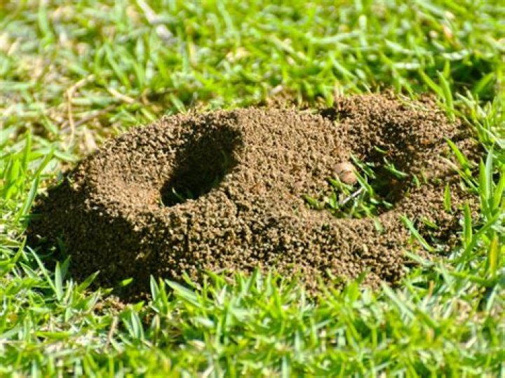 Where can you find ant farm