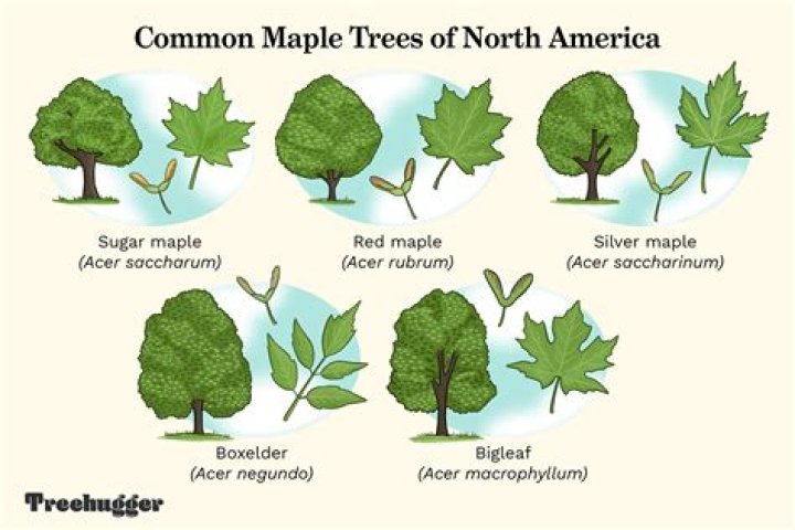 Where can you find black maple trees