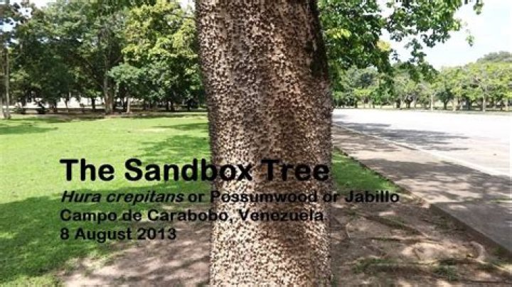 Where can you find sandbox tree
