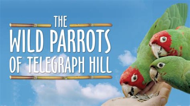 Where did The Wild Parrots of Telegraph Hill come from