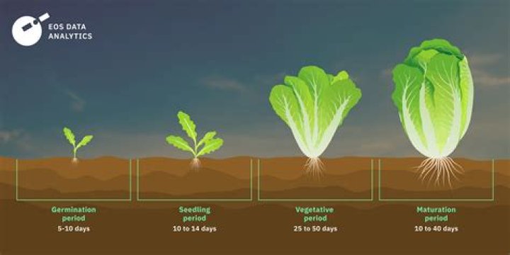 Where did water lettuce come from