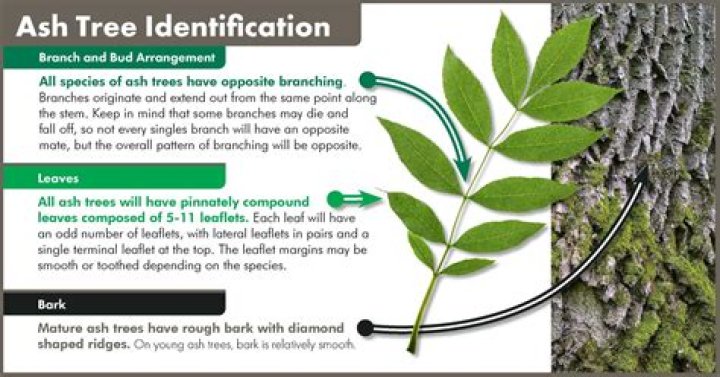 Where do ash trees originate from