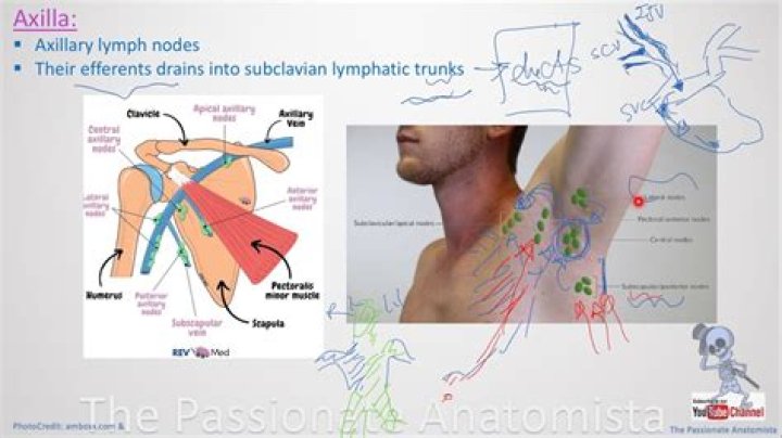 Where do axillary nodes drain
