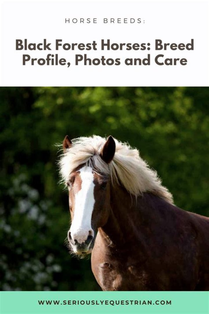 Where do Black Forest horses live