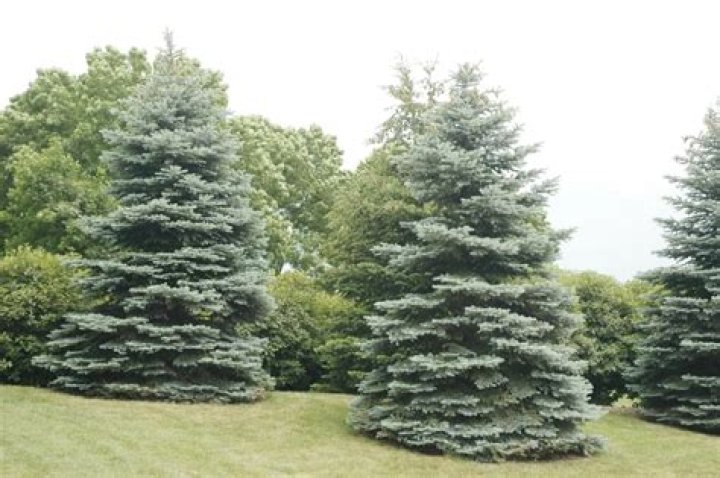 Where do blue spruce trees grow best