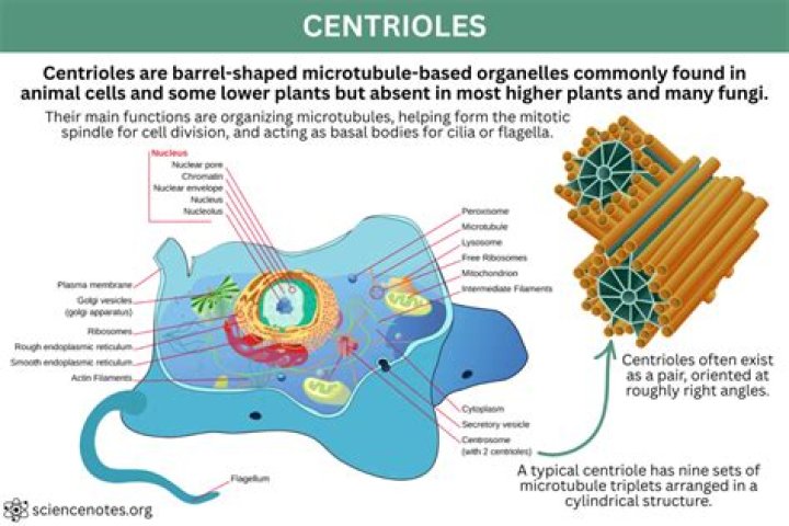 Where do centrioles appear in meiosis