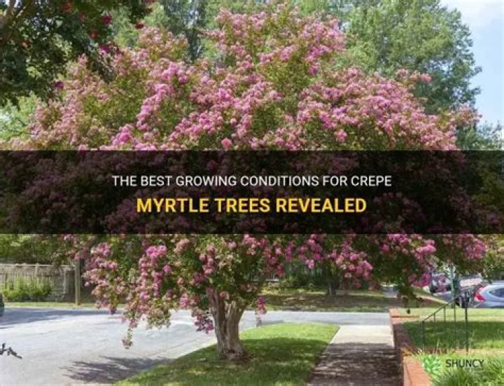 Where do crepe myrtle trees grow