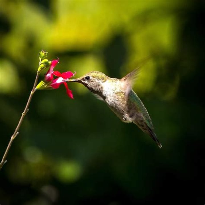 Where do hummingbird plants grow