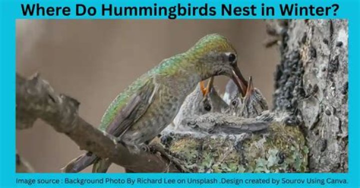 Where do hummingbirds nest in winter
