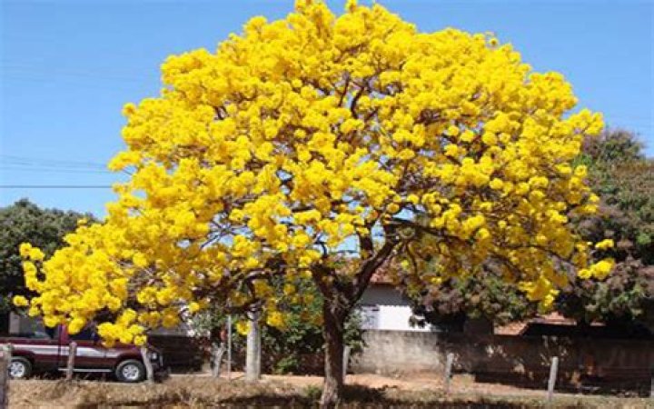 Where do IPE trees grow
