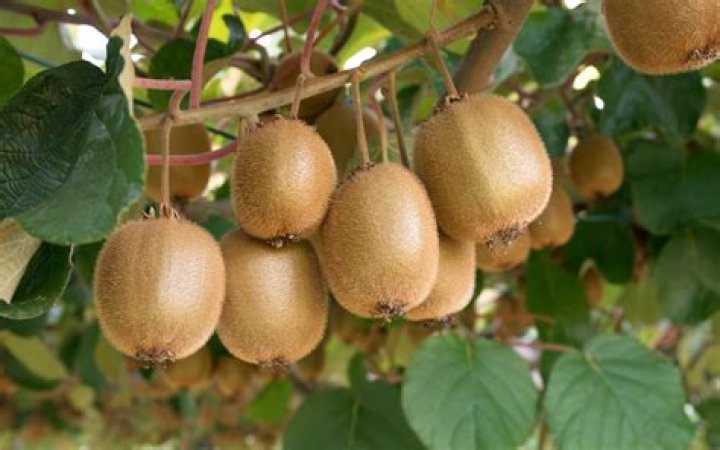 Where do kiwi fruits come from