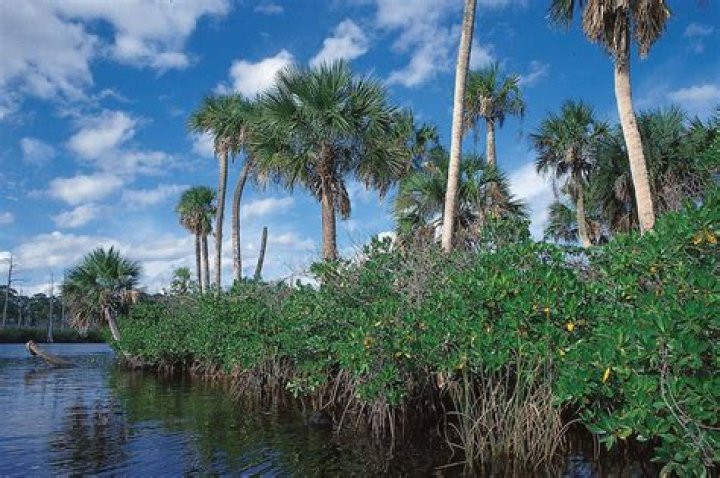 Where do mangroves grow in Florida