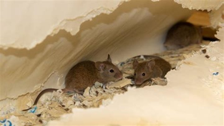 Where do mice burrow