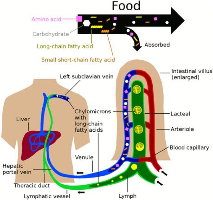 Where do nutrients enter the bloodstream