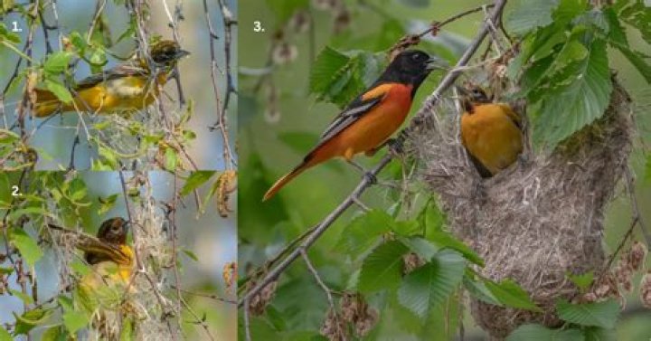 Where do orchard orioles nest