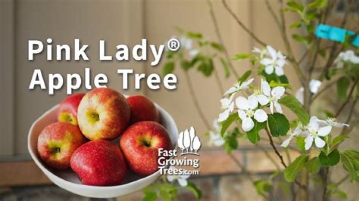 Where do Pink Lady apples come from