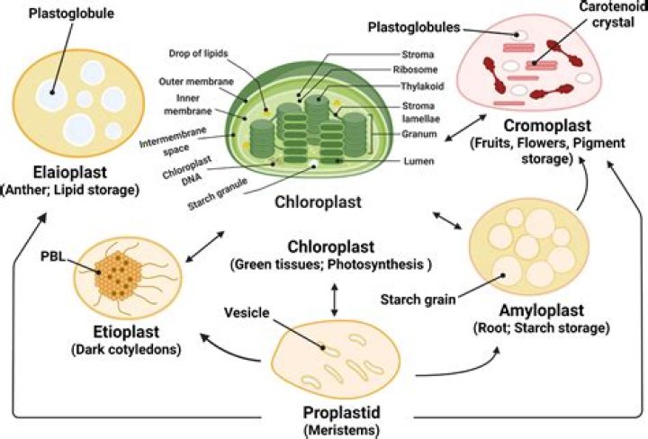 Where do plastids usually found