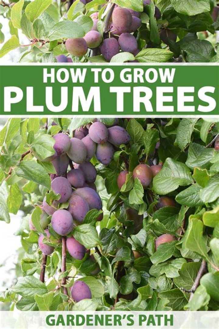 Where do Plums come from in the world