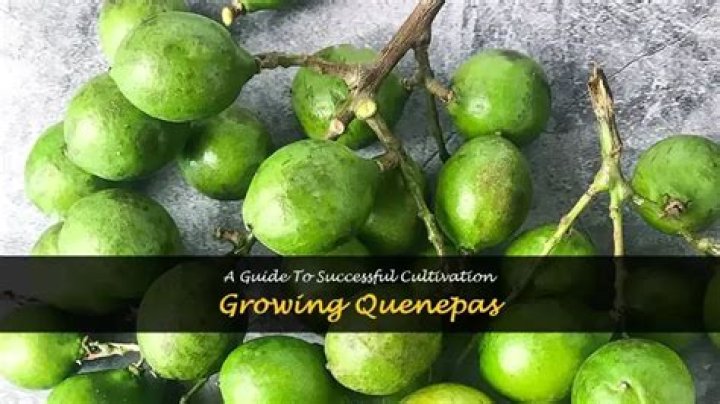 Where do Quenepas grow