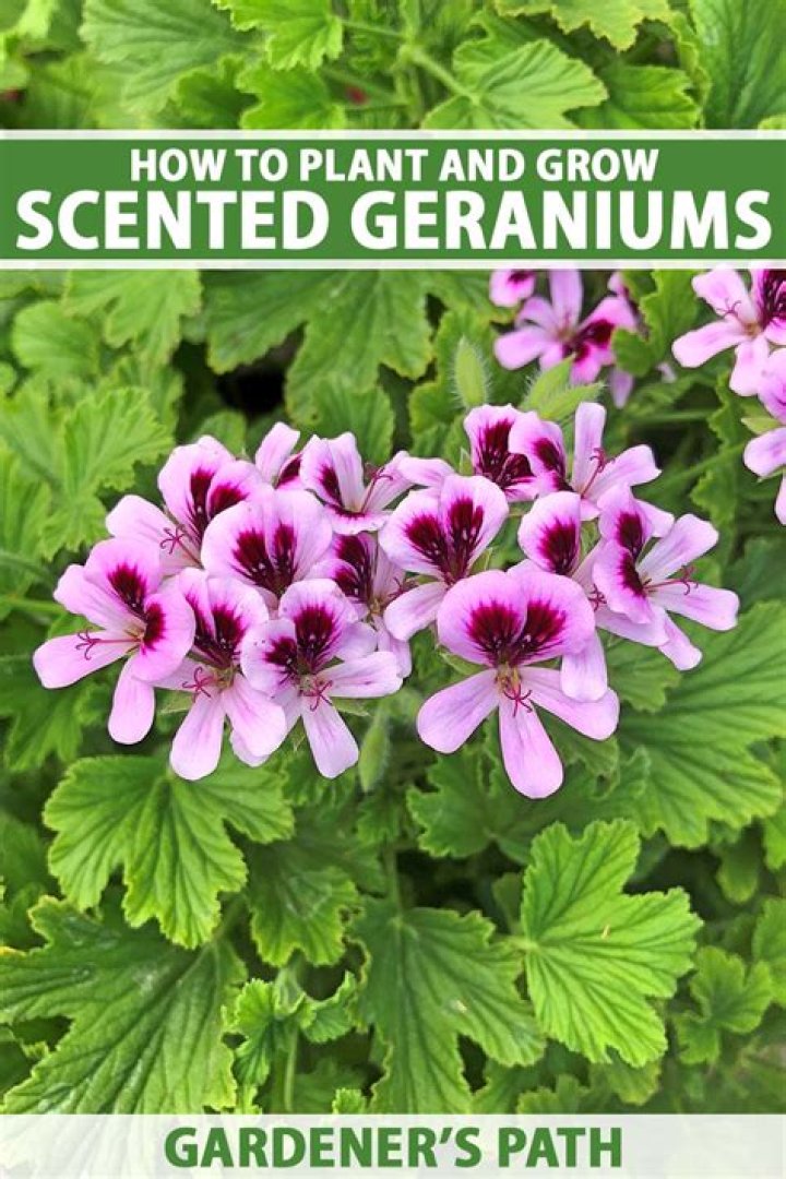 Where do scented geraniums grow