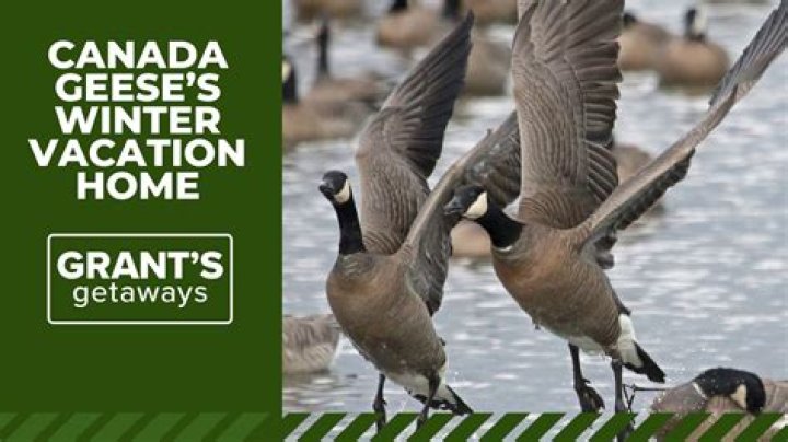 Where do snow geese migrate to in the winter