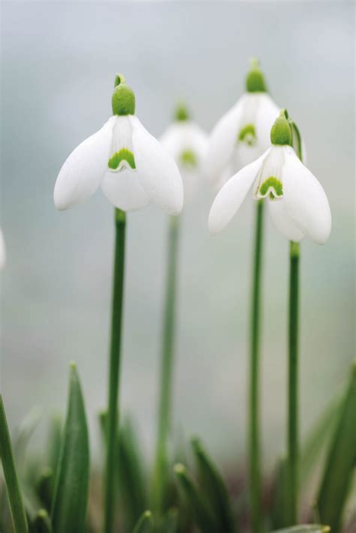 Where do snowdrop flowers grow