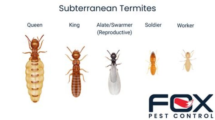 Where do termites go after they swarm