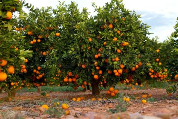 Where do Valencia orange trees grow