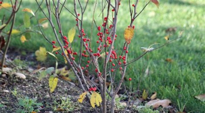 Where do winterberry bushes grow