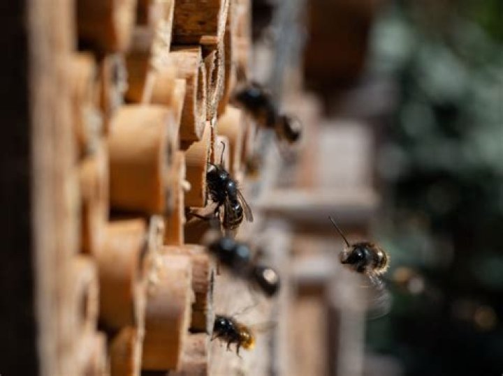Where do you find mason bees
